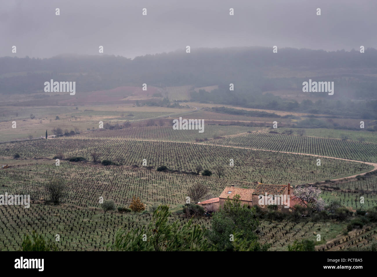 Vineyard and Domaine in the mist at Villespassans in winter Stock Photo
