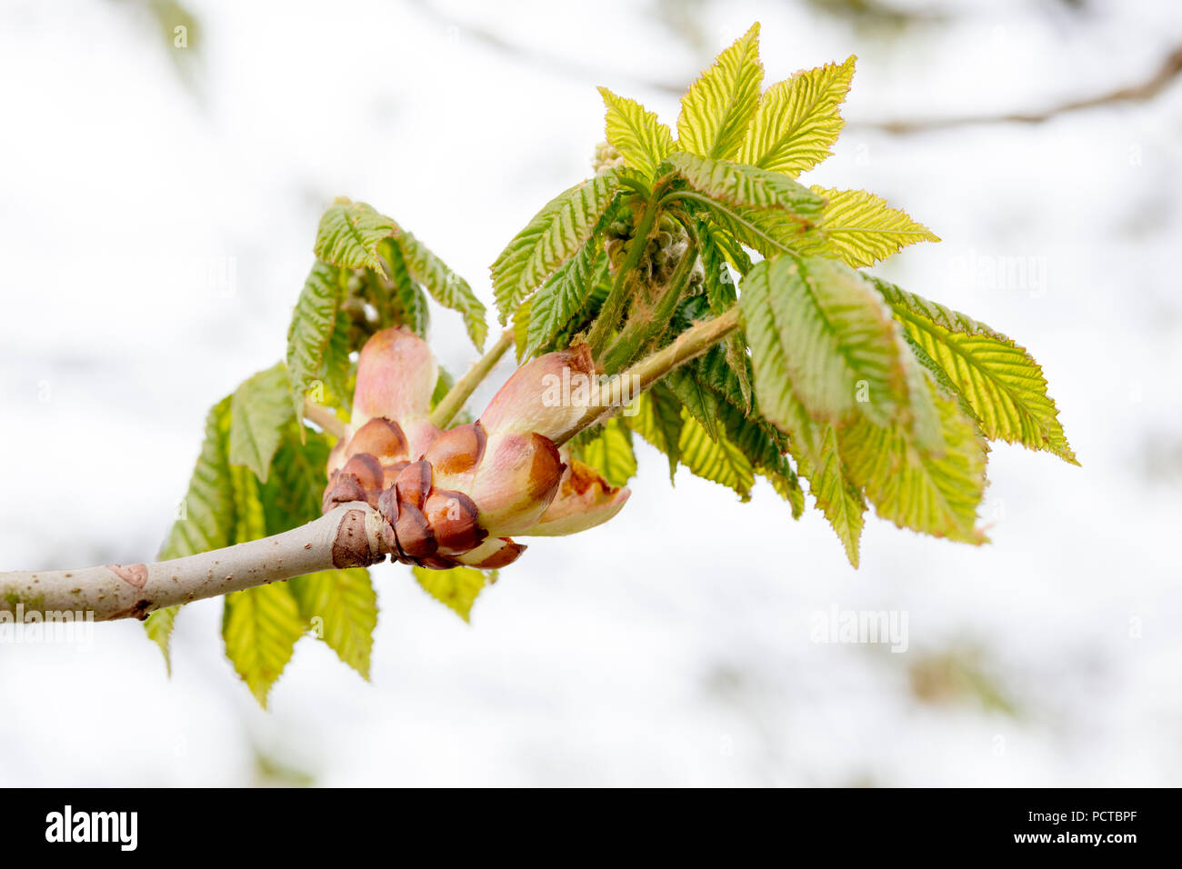 Branch and young leaves of a chestnut tree hi-res stock photography and ...