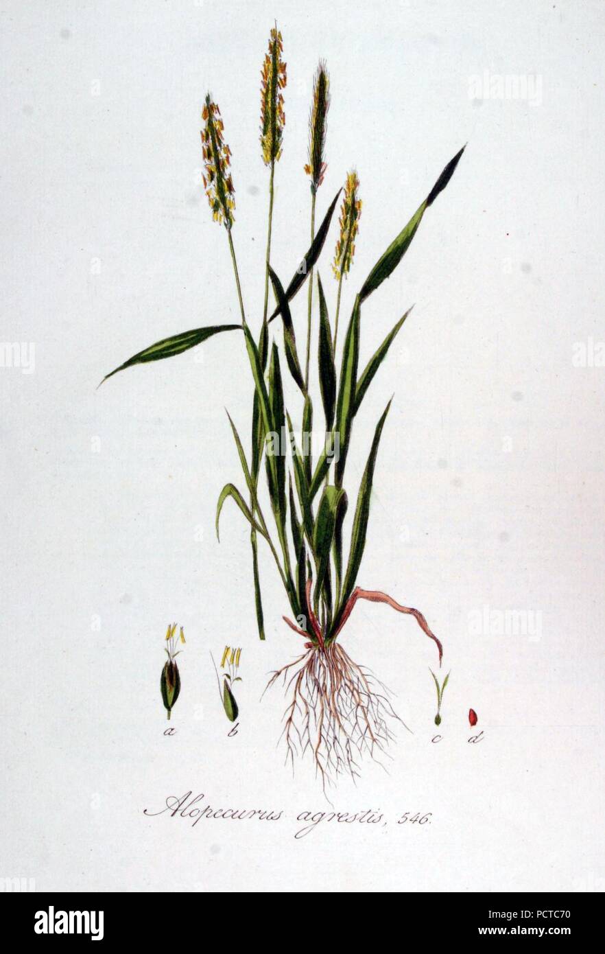 Alopecurus agrestis — Flora Batava — Volume v7. Stock Photo