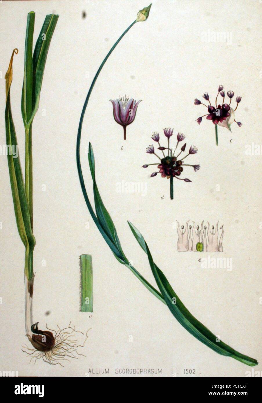 Allium scorodoprasum — Flora Batava — Volume v19. Stock Photo