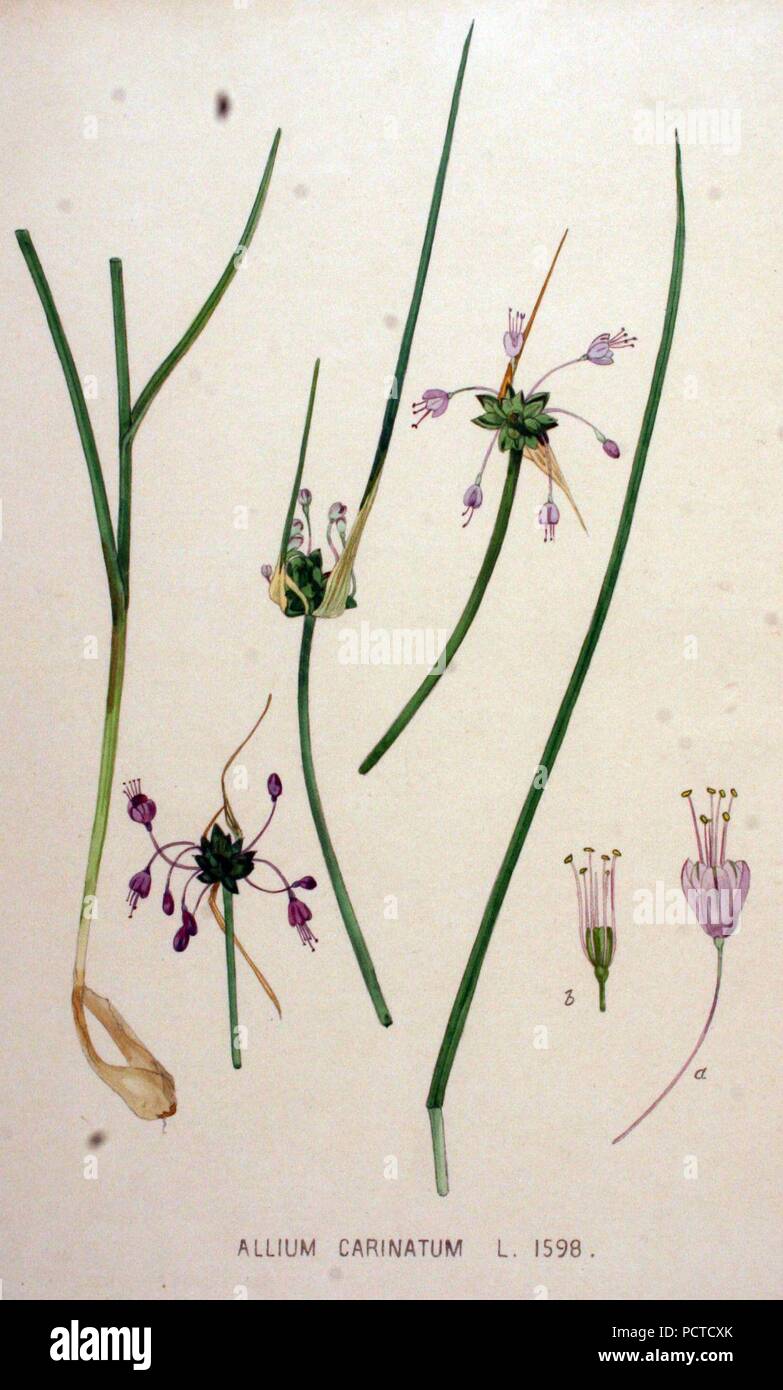 Allium carinatum — Flora Batava — Volume v20. Stock Photo