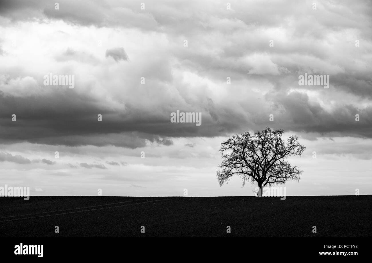 single tree oak at the horizon with clouds Stock Photo - Alamy