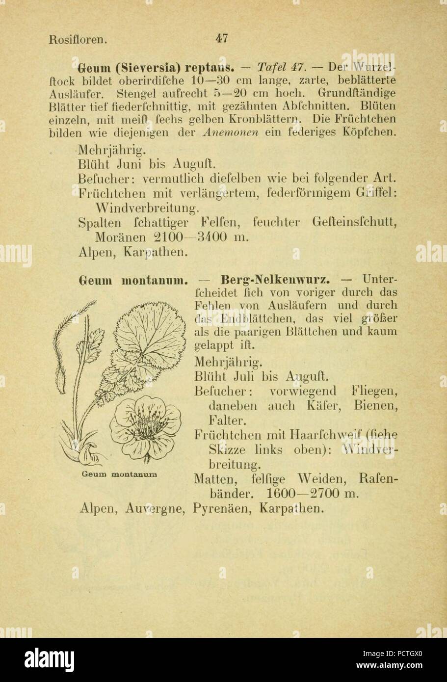 Alpen Flora Page 93 Stock Photo 214440408 Alamy