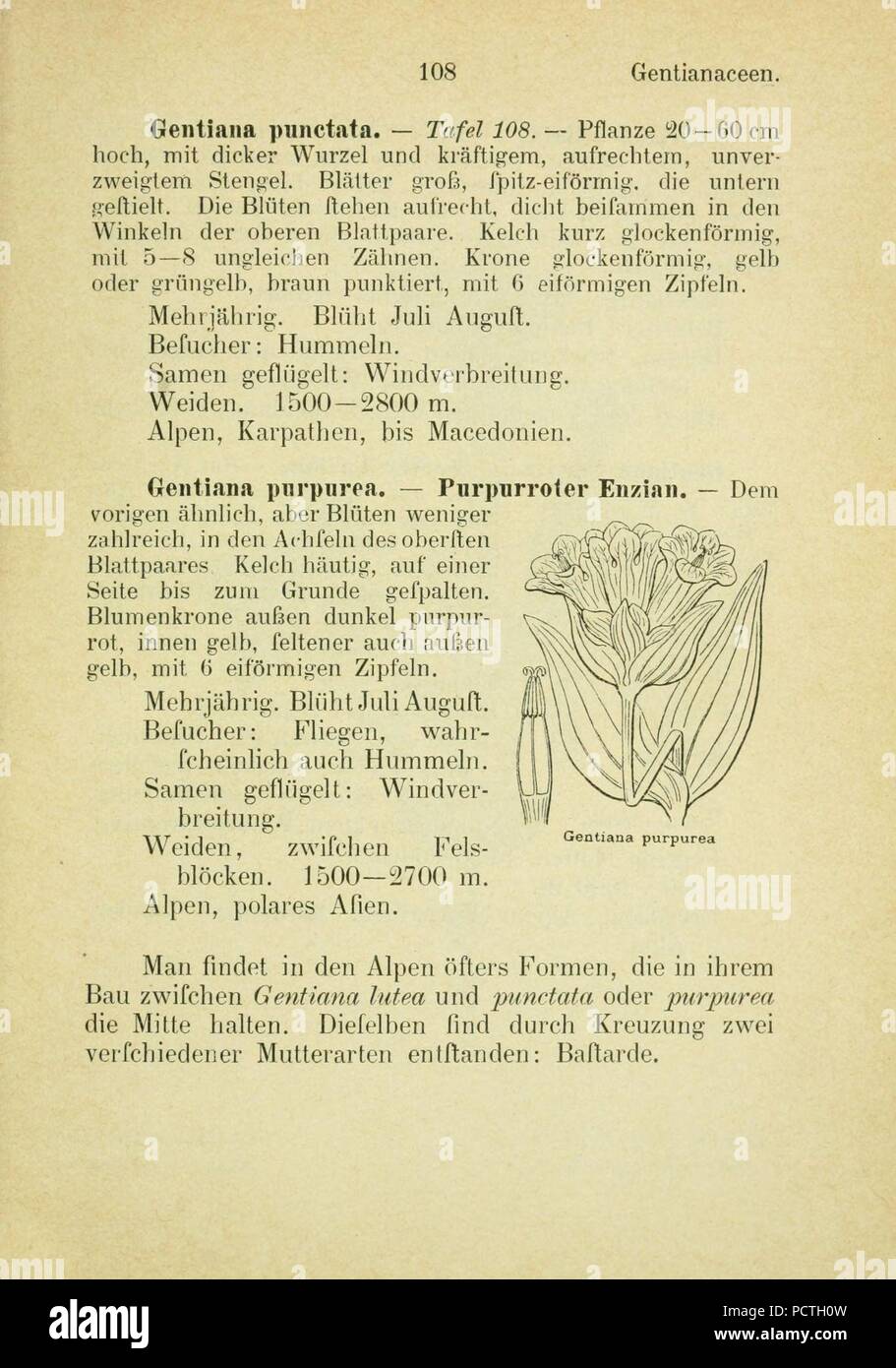 Alpen Flora Page 216 Stock Photo 214440489 Alamy