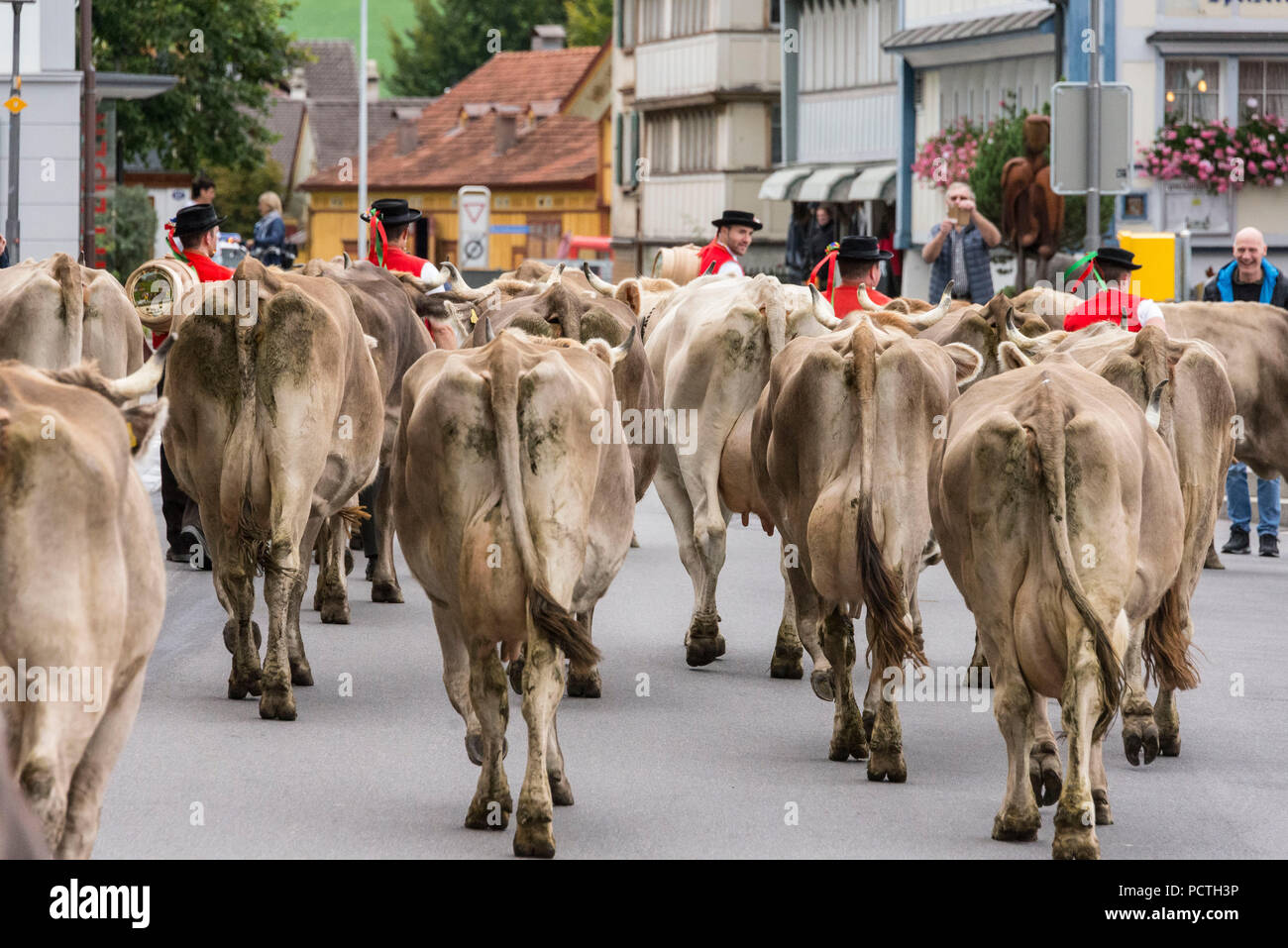Herd of cattle during Alpabzug in Urnäsch, Appenzeller Land, Canton Appenzell Ausserrhoden, Switzerland Stock Photo