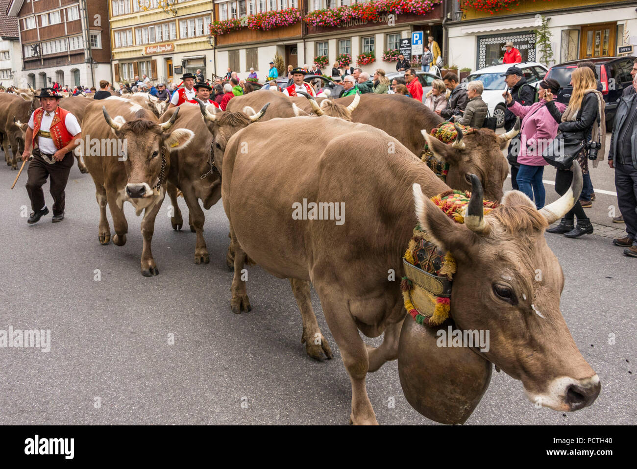 Herd of cattle during Alpabzug in Urnäsch, Appenzeller Land, Canton Appenzell Ausserrhoden, Switzerland Stock Photo