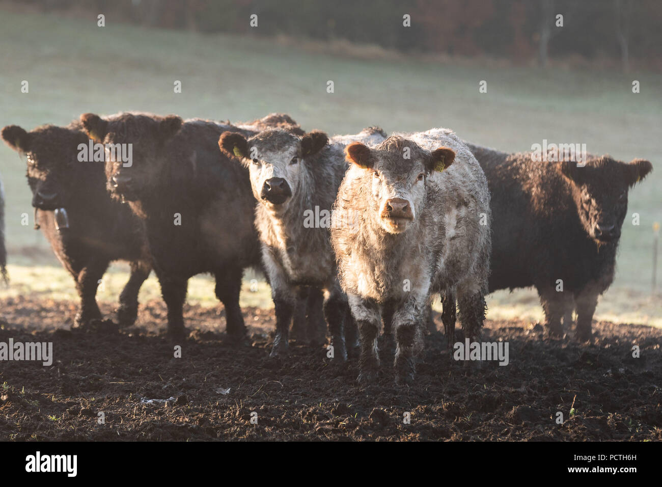 White galloways hi-res stock photography and images - Alamy