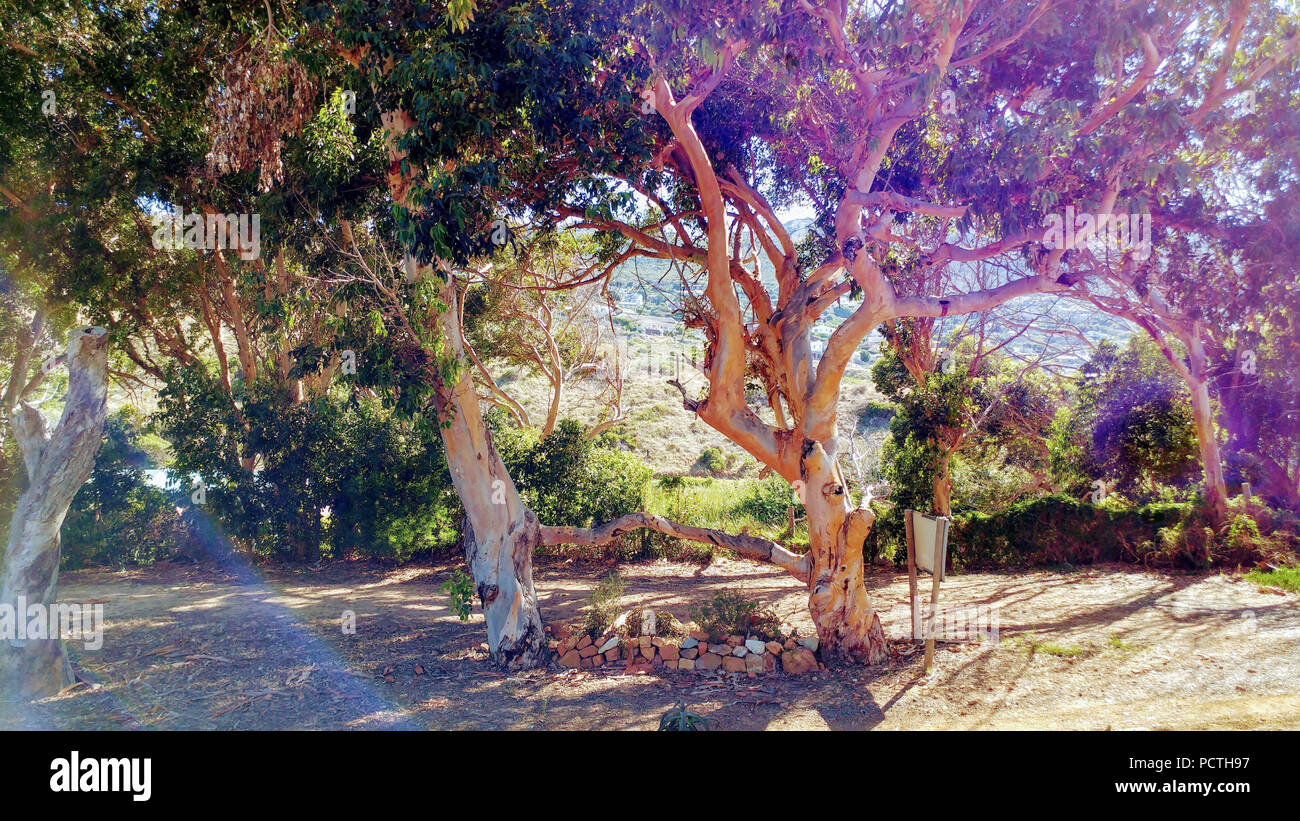Two trees grown together in bright colors hires stock photography and