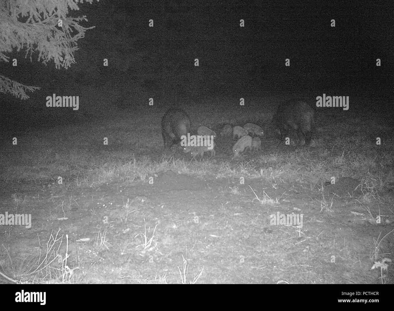 Wild boars with young animals in the nightly forest, Hochsauerland, Sauerland, North Rhine-Westphalia, Germany Stock Photo