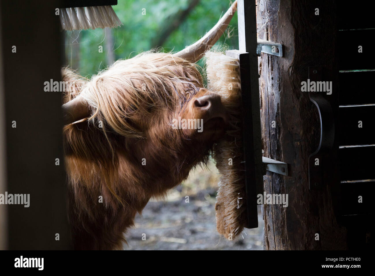 Scottish highland cattle at barn door, profile Stock Photo