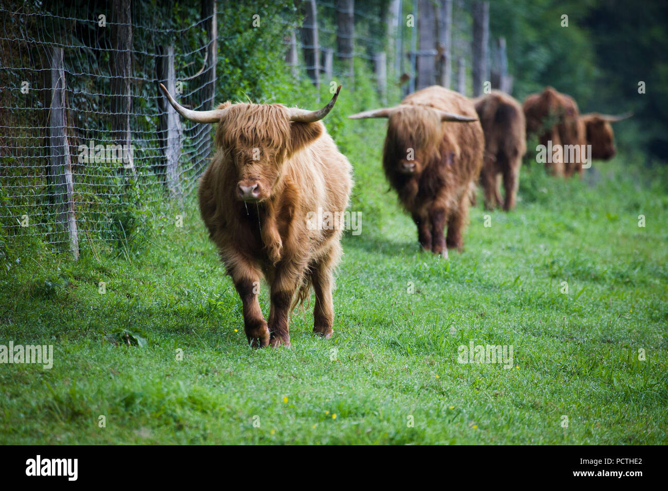 Scottish highland cattle on pasture Stock Photo - Alamy