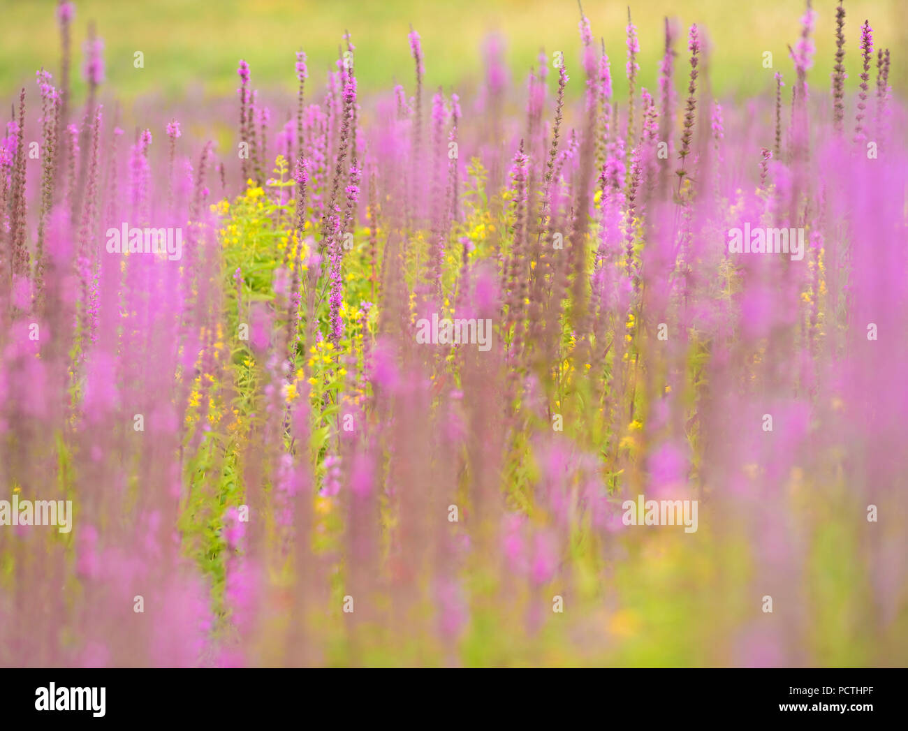 Germany, Hesse, Vöhl, nature and national park Kellerwald-Edersee, inflorescences of the purple loosestrife and Lysimachia in the 'Ederfeldern' at Herzhausen, primeval forest trail Stock Photo
