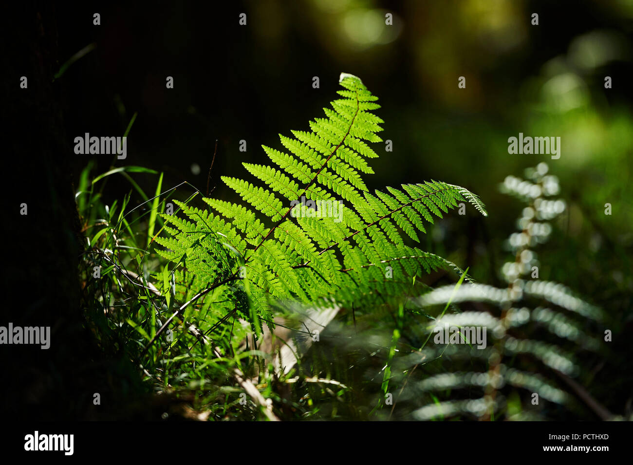 Ferns (Cyathea australis, Cyatheaceae) Rainforest, Dandenong Ranges National Park, Melbourne, Victoria, Australia, Oceania Stock Photo