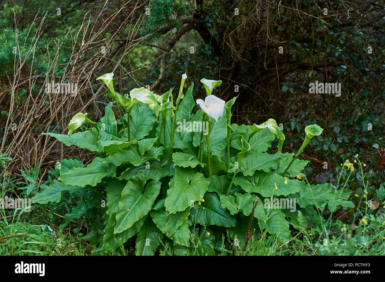 Water arum hi-res stock photography and images - Alamy