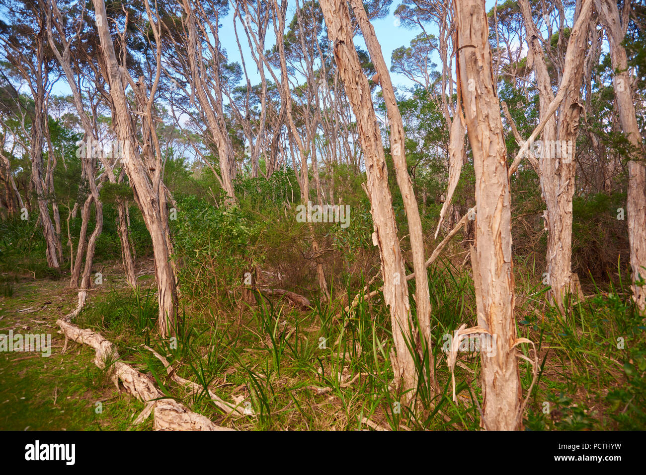 Thin tree trunks hires stock photography and images Alamy