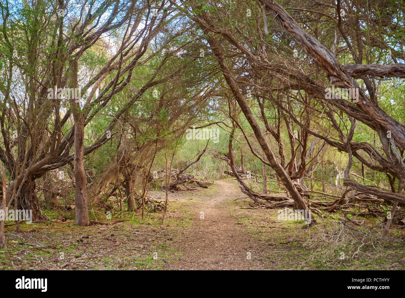 Path through the jungle on Phillip Island in spring, Melbourne, Victoria, Australia, Oceania Stock Photo