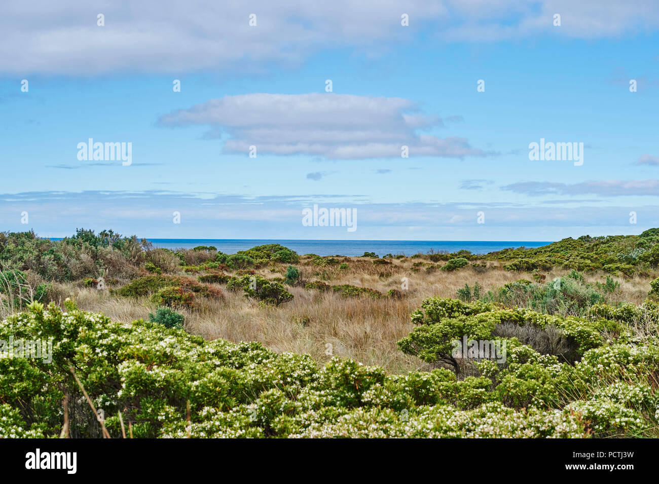 Landscape, Bushland near the Great Great Ocean Road, Sea in the background, Spring, Victoria, Australia, Oceania Stock Photo