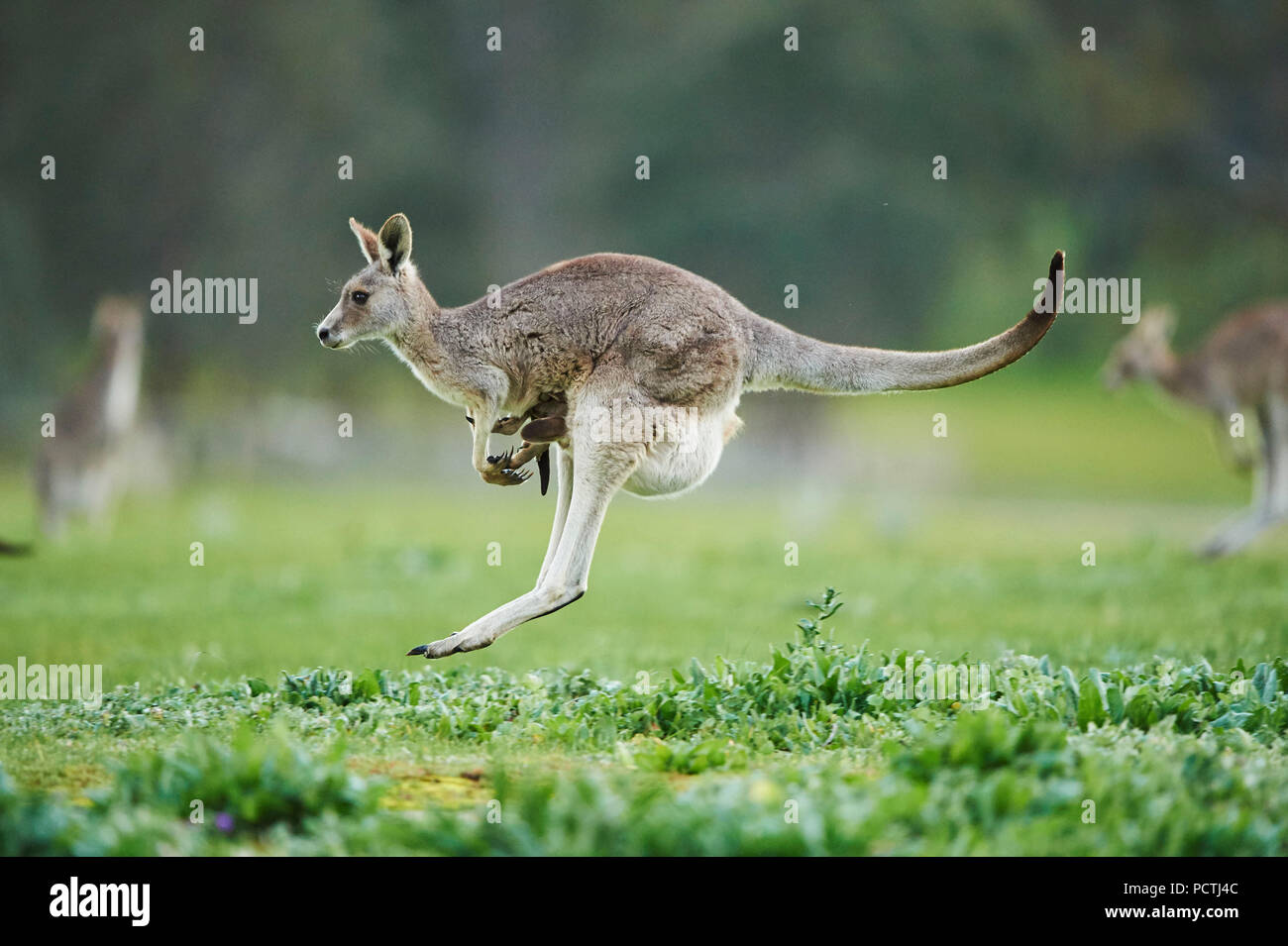 Kangaroo Running High Resolution Stock Photography and Images Alamy