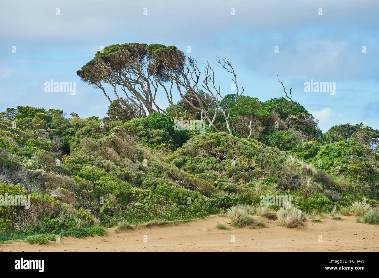 Bushland at the Great Ocean Road next to the beach in Spring, Melbourne, Victoria, Australia, Oceania Stock Photo