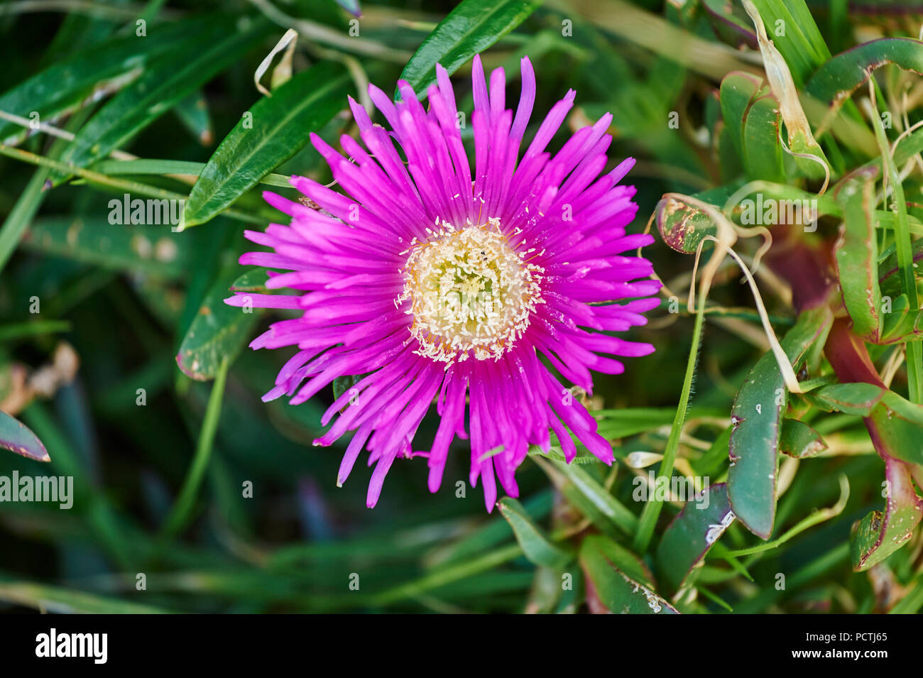 Edible Midday flower (Carpobrotus edulis), flower, Victoria, Australia, Oceania Stock Photo