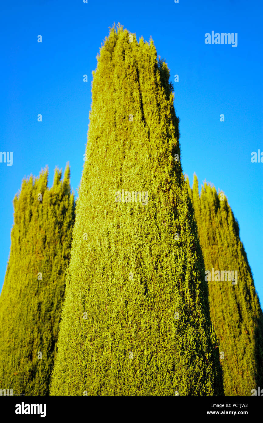 A low angle view of towering cyress trees. Stock Photo