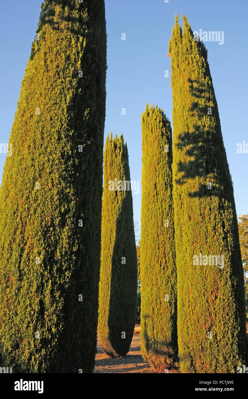 A low angle view of towering cyress trees. Stock Photo