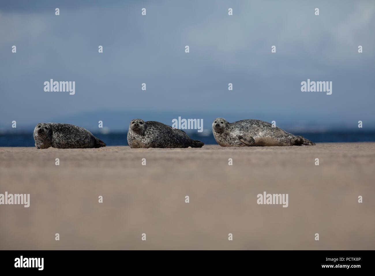 Seals on a beach with mountain backdrop in Scotland Stock Photo