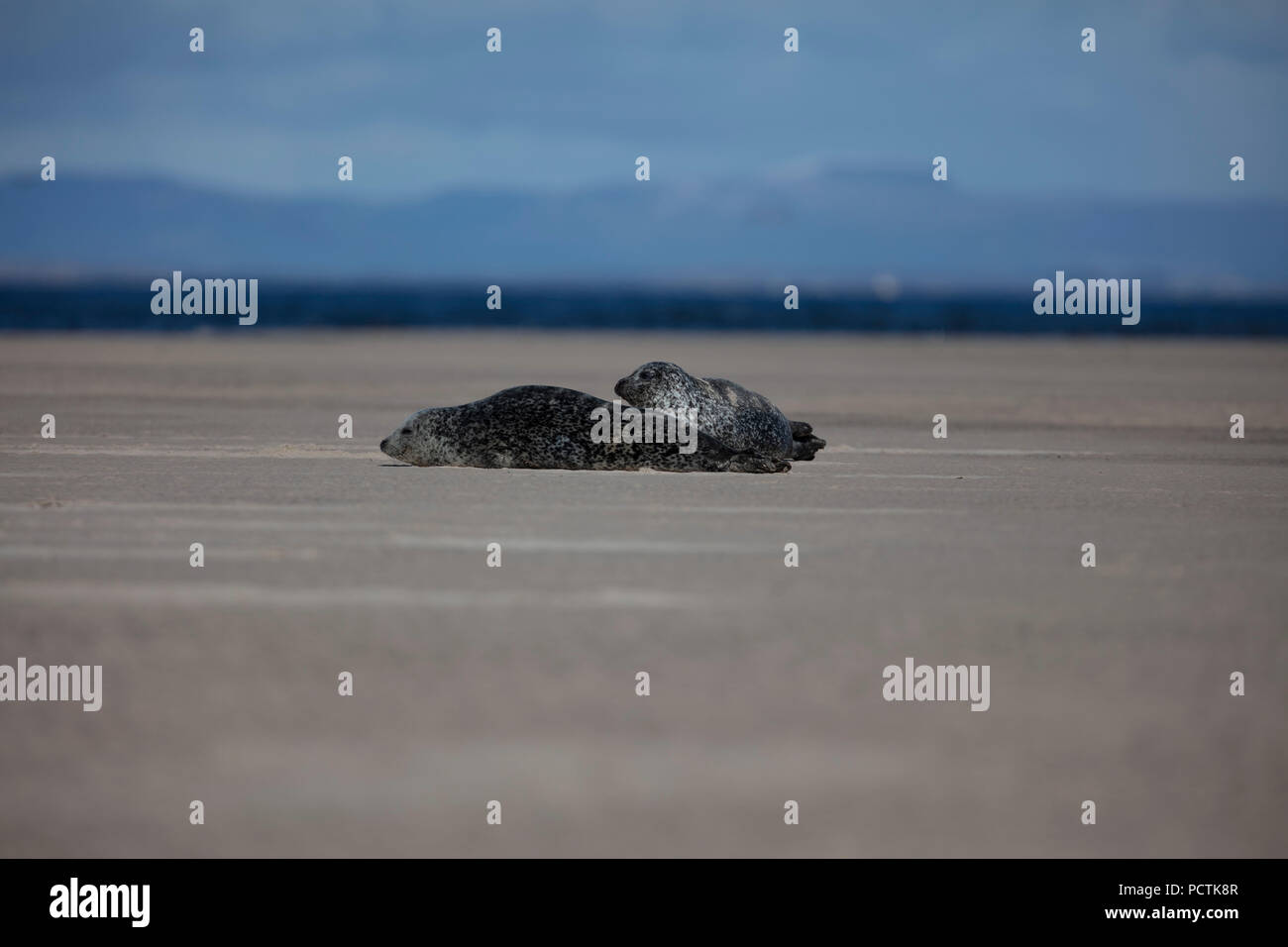 Seals on a beach with mountain backdrop in Scotland Stock Photo