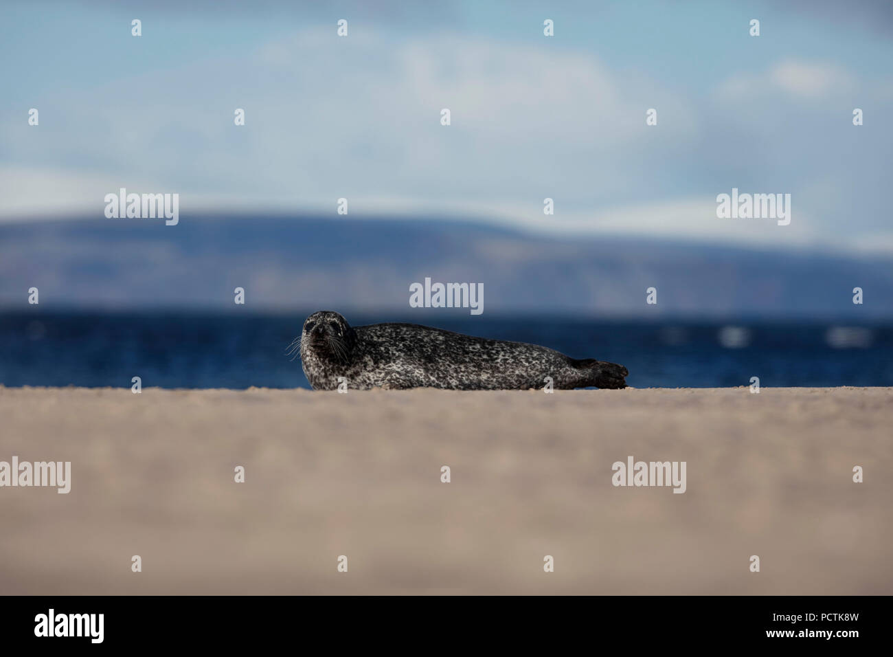 Seal on a beach with mountain backdrop in Scotland Stock Photo