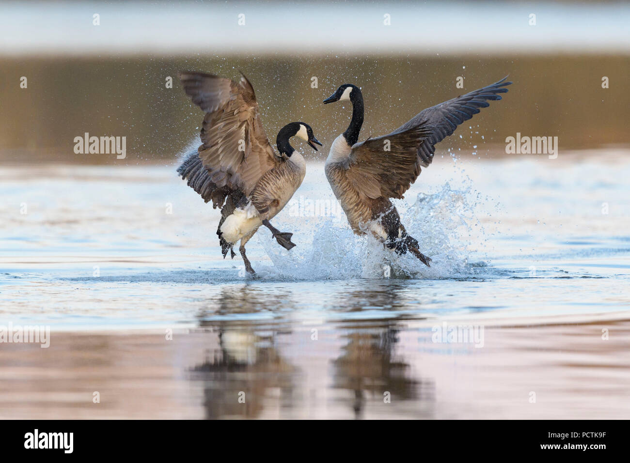 Canada goose, Branta canadensis, two geese fight Stock Photo - Alamy