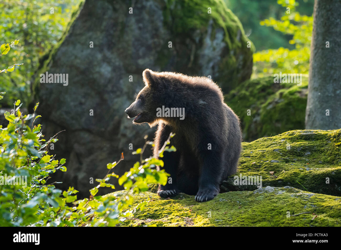 Cub Germany European Brown Bear, Ursus arctos, Cub, Bavaria, Germany Stock Photo ...