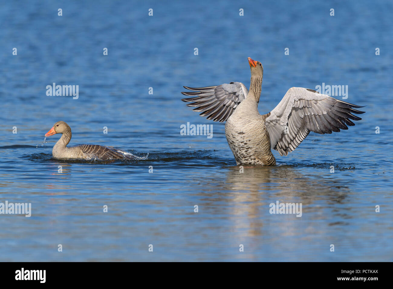 Greylag Goose, Anser anser, in water, beats with wings Stock Photo