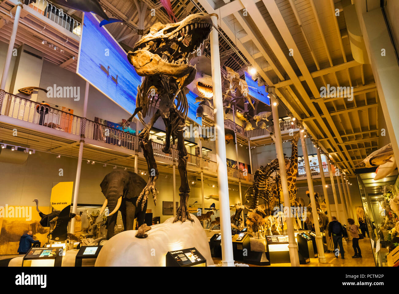 Dinosaur exhibit museum hires stock photography and images Alamy