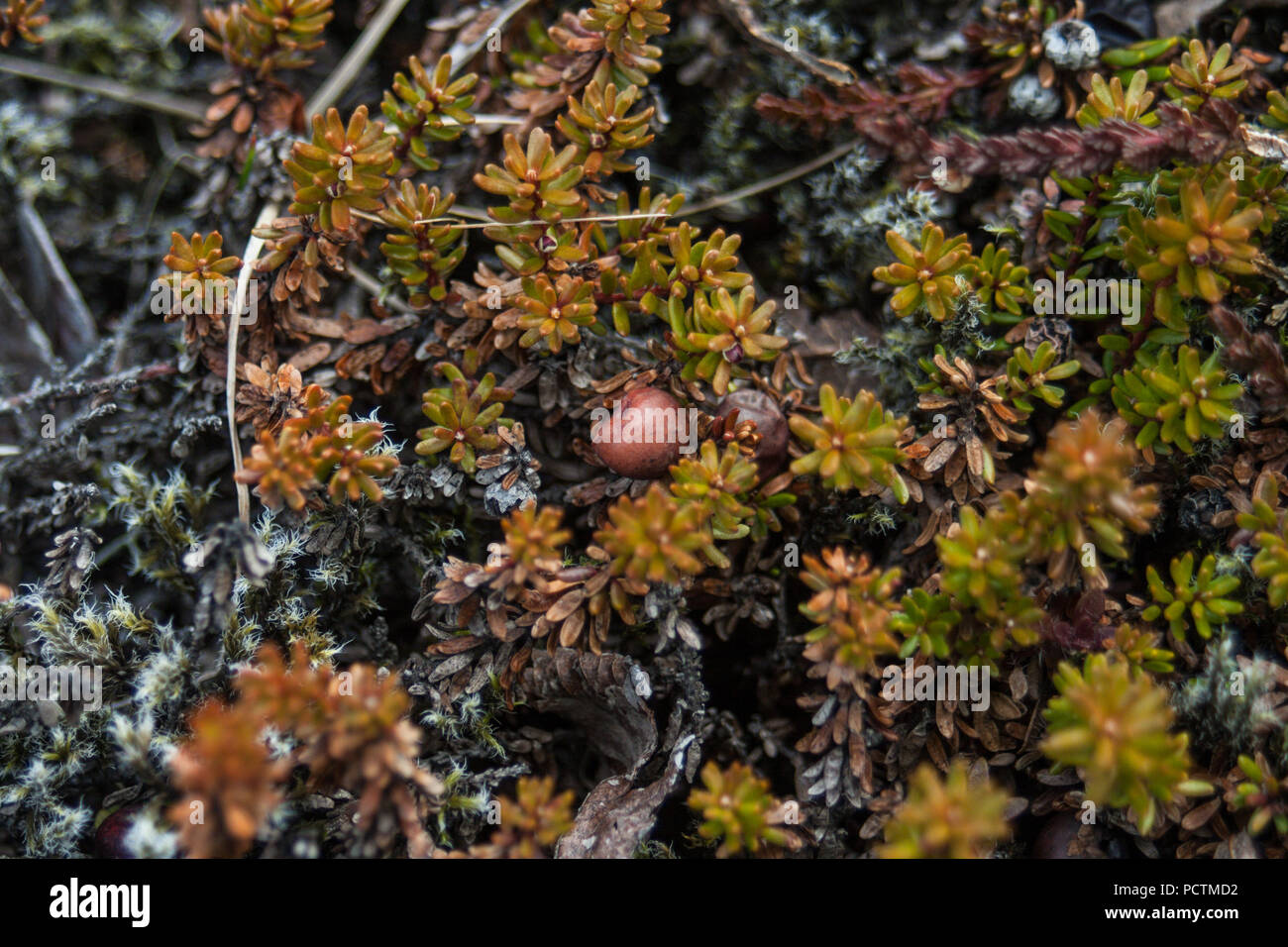 Iceland nature background - moss, grass and volcanic stones Stock Photo