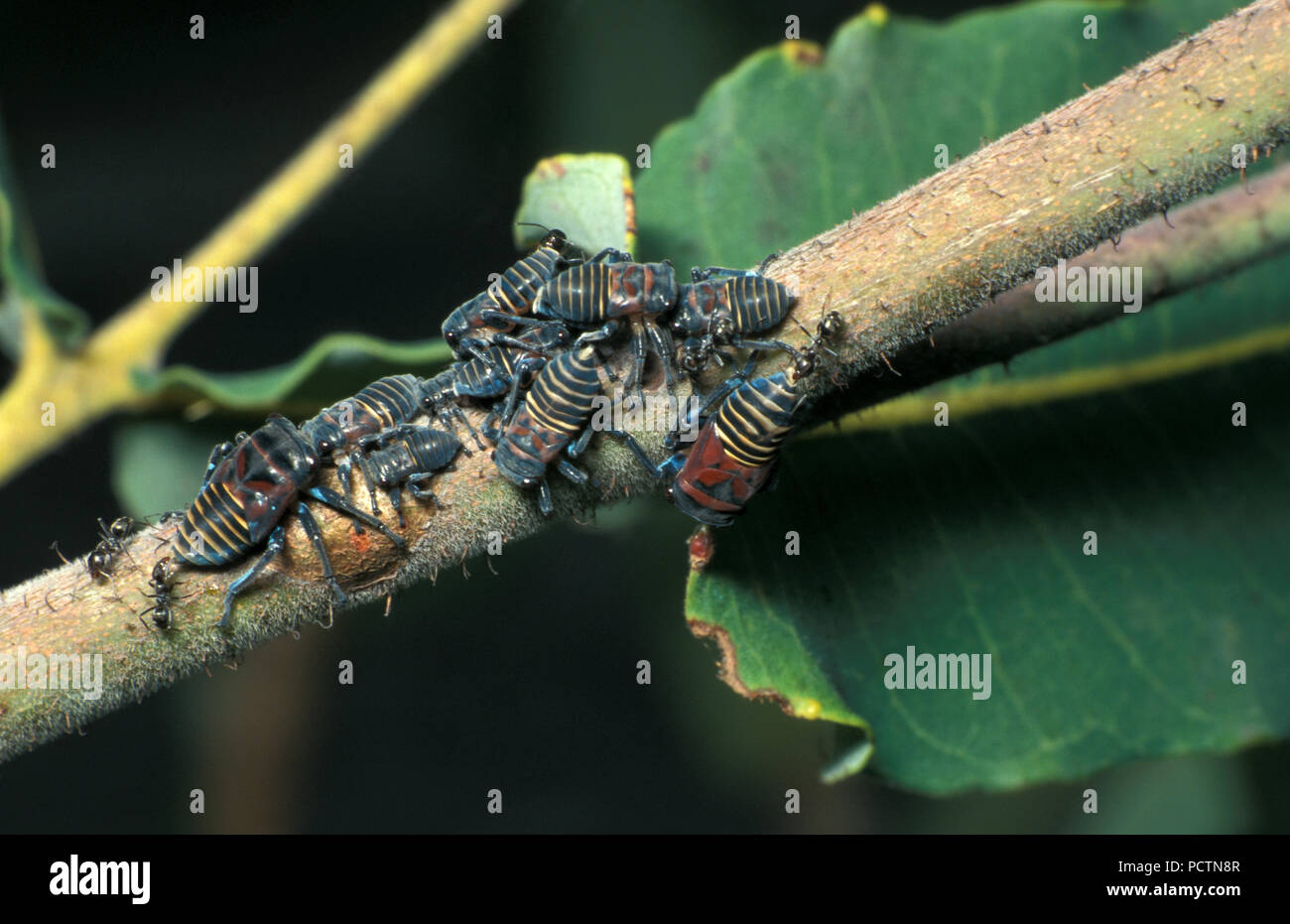 A leafhopper is the common name for any species from the family Cicadellidae shown here on Eucalyptus tree, Australia Stock Photo