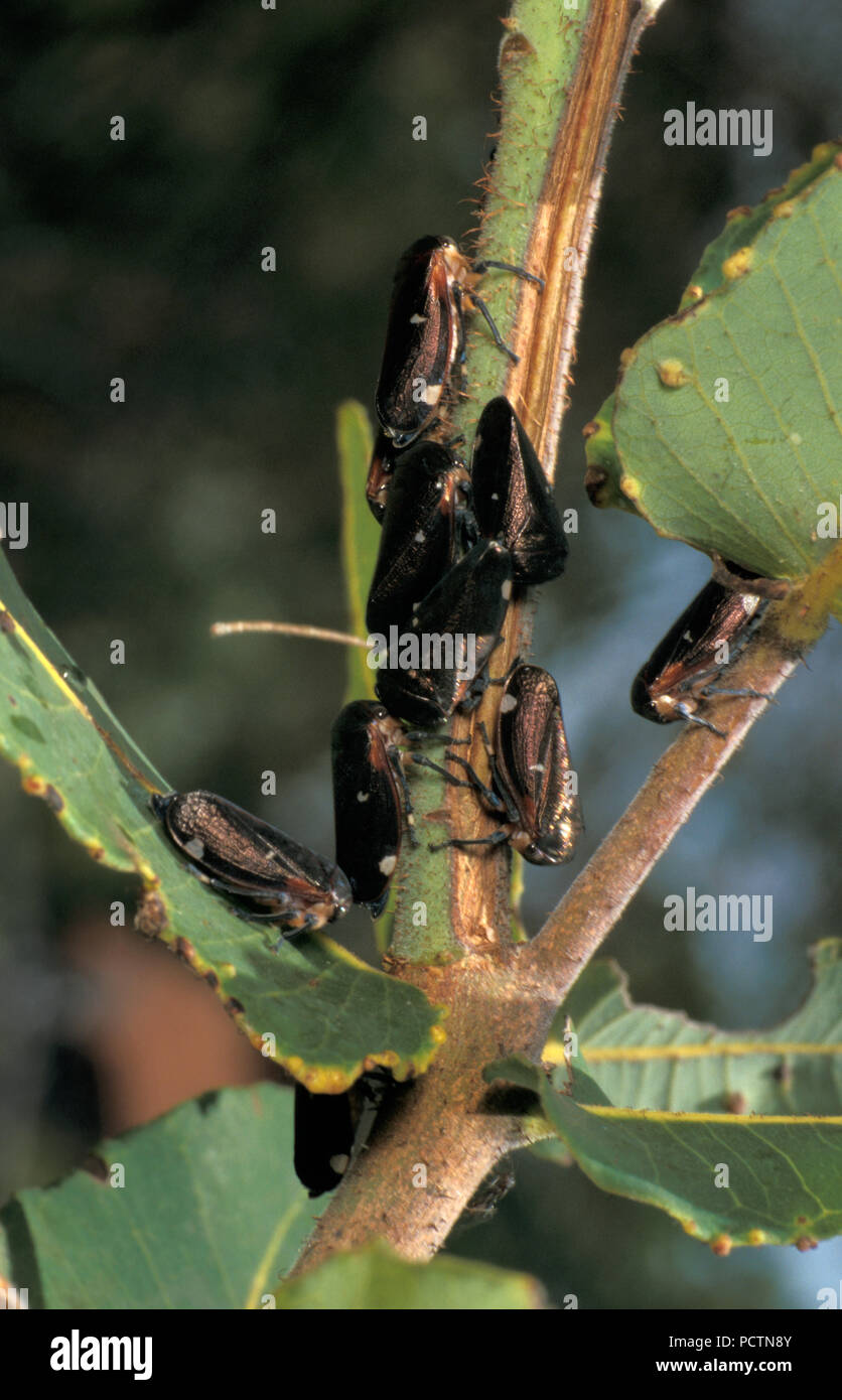 A leafhopper is the common name for any species from the family Cicadellidae shown here on Eucalyptus tree, Australia Stock Photo