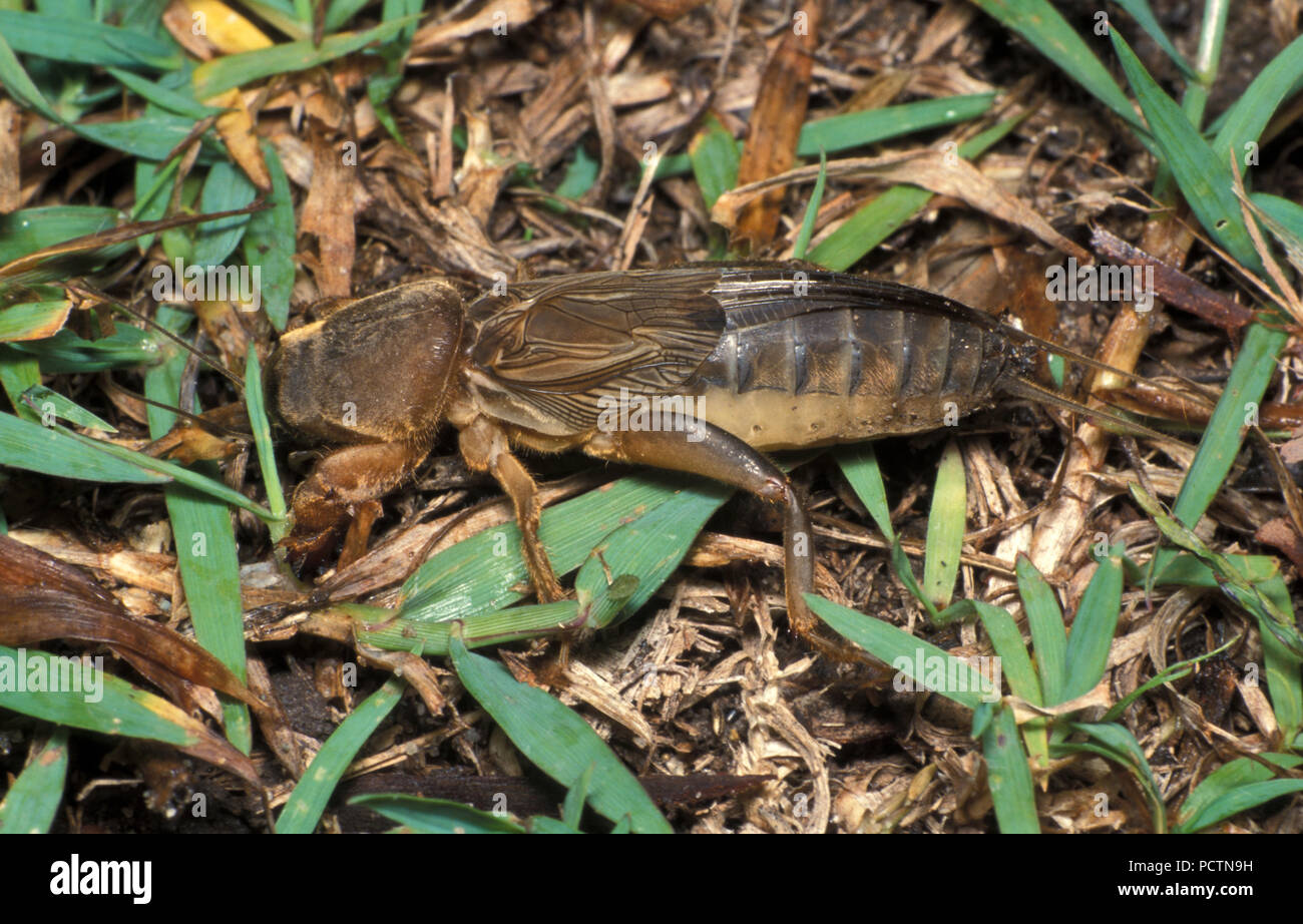 Mole crickets are members of the insect family Gryllotalpidae, in the order Orthoptera (grasshoppers, locusts, and crickets) Stock Photo