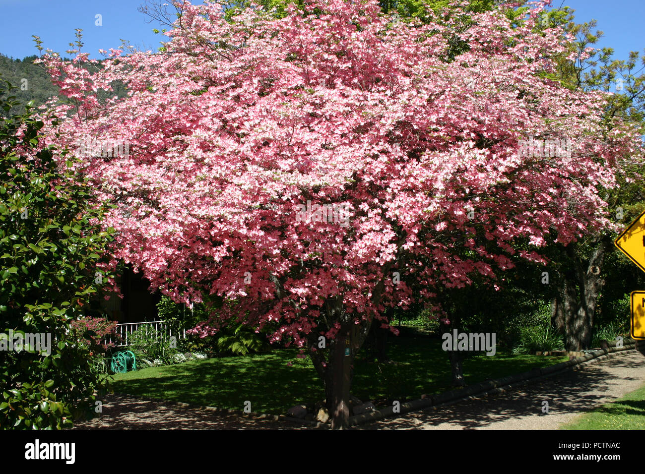 Cornus florida, the flowering Dogwood, is a species of flowering plant in the family Cornaceae. Stock Photo