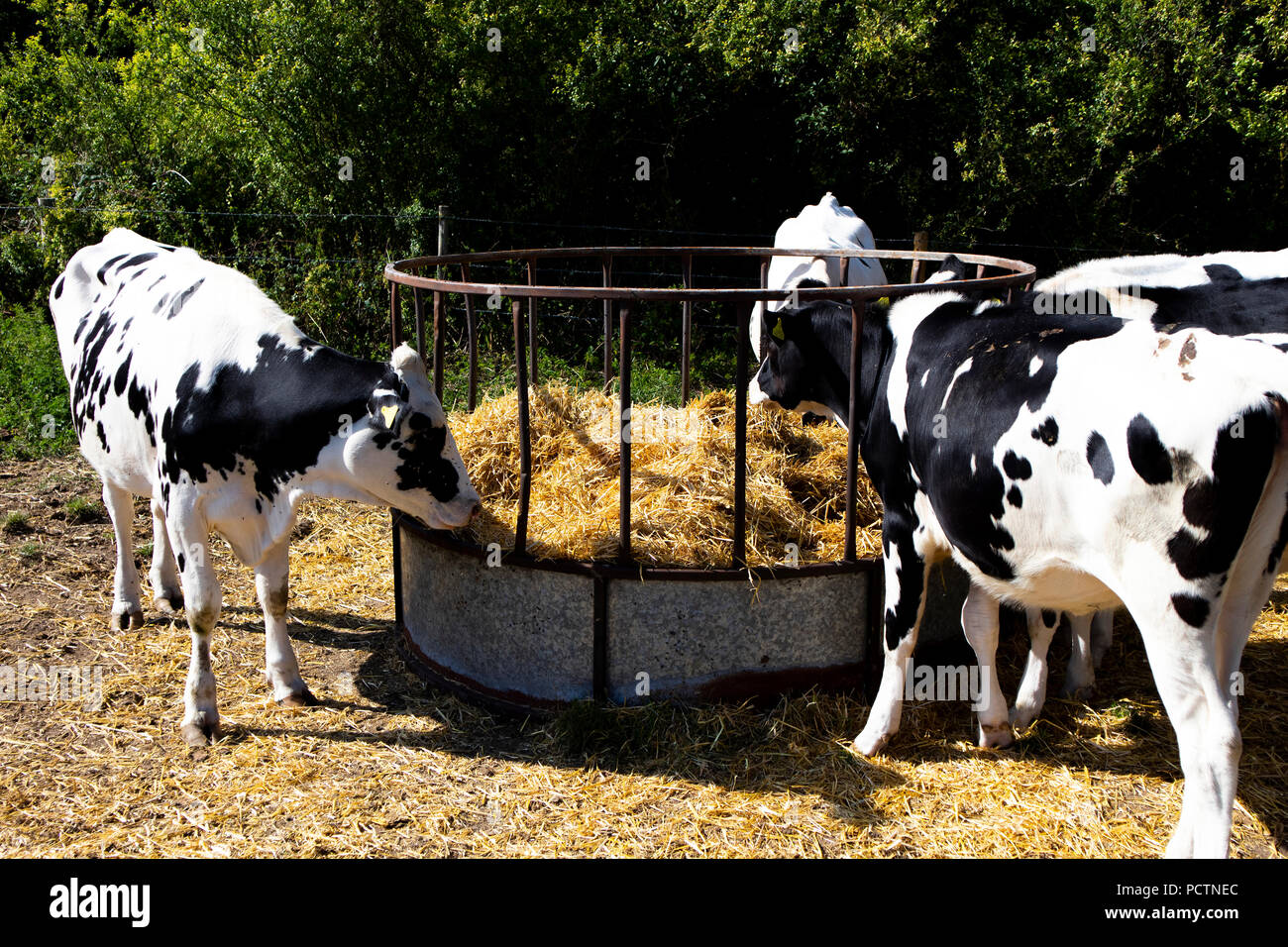 herd of cows at feeding station, farmers winter hay feed being used due