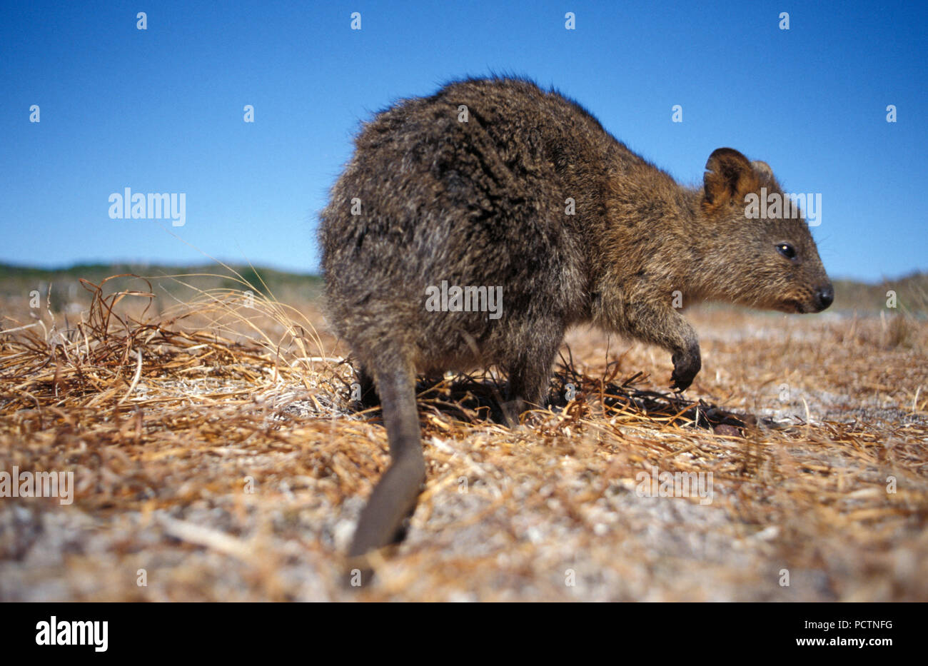 Australian Nocturnal Animals High Resolution Stock Photography and