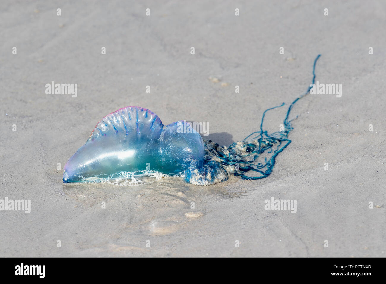 Portuguese Man of War Physalia physalis Single Washed Up Isles of Scilly; UK Stock Photo