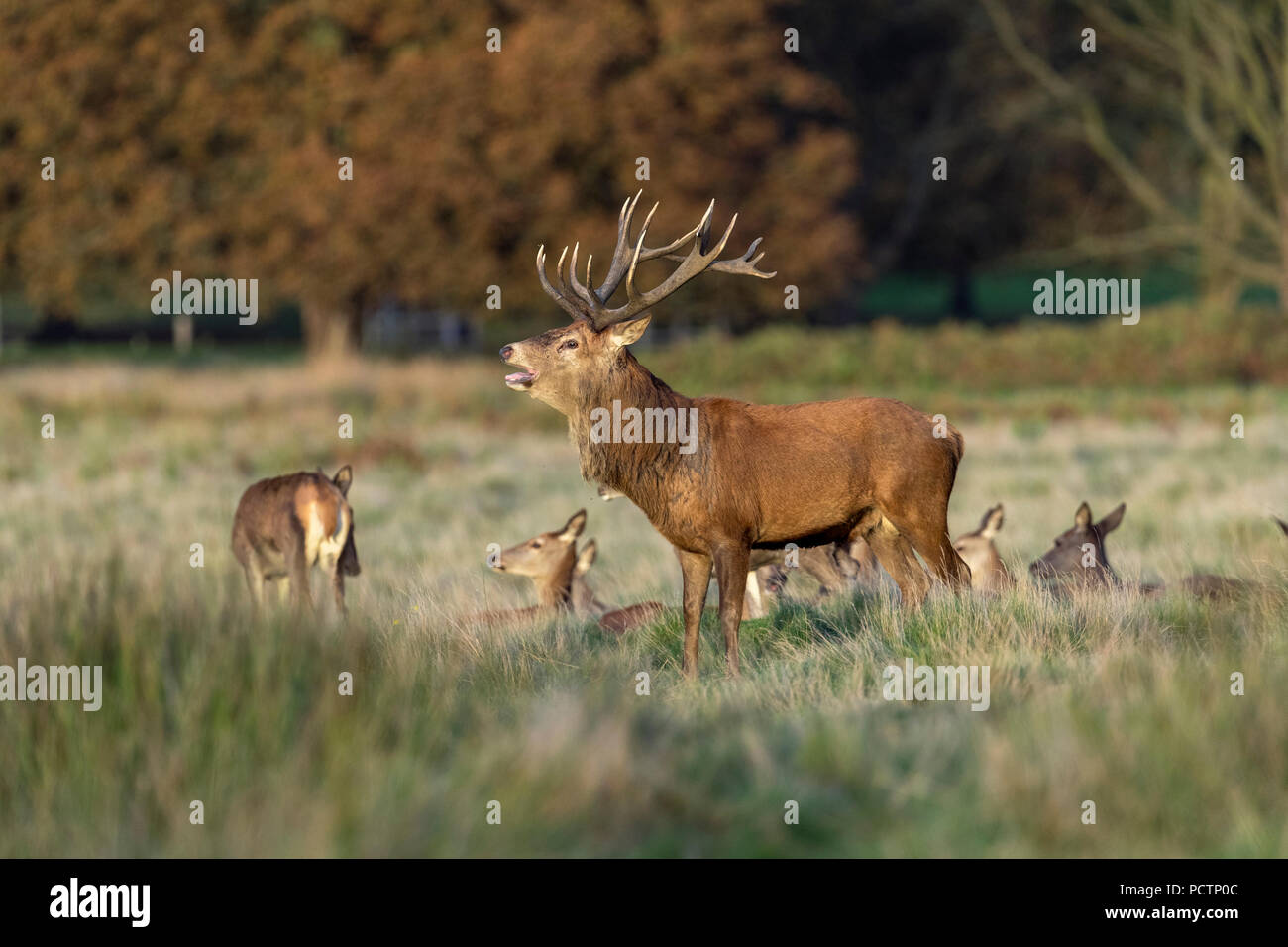 Red Deer; Cervus elaphus Herd; Stag Roaring; UK Stock Photo