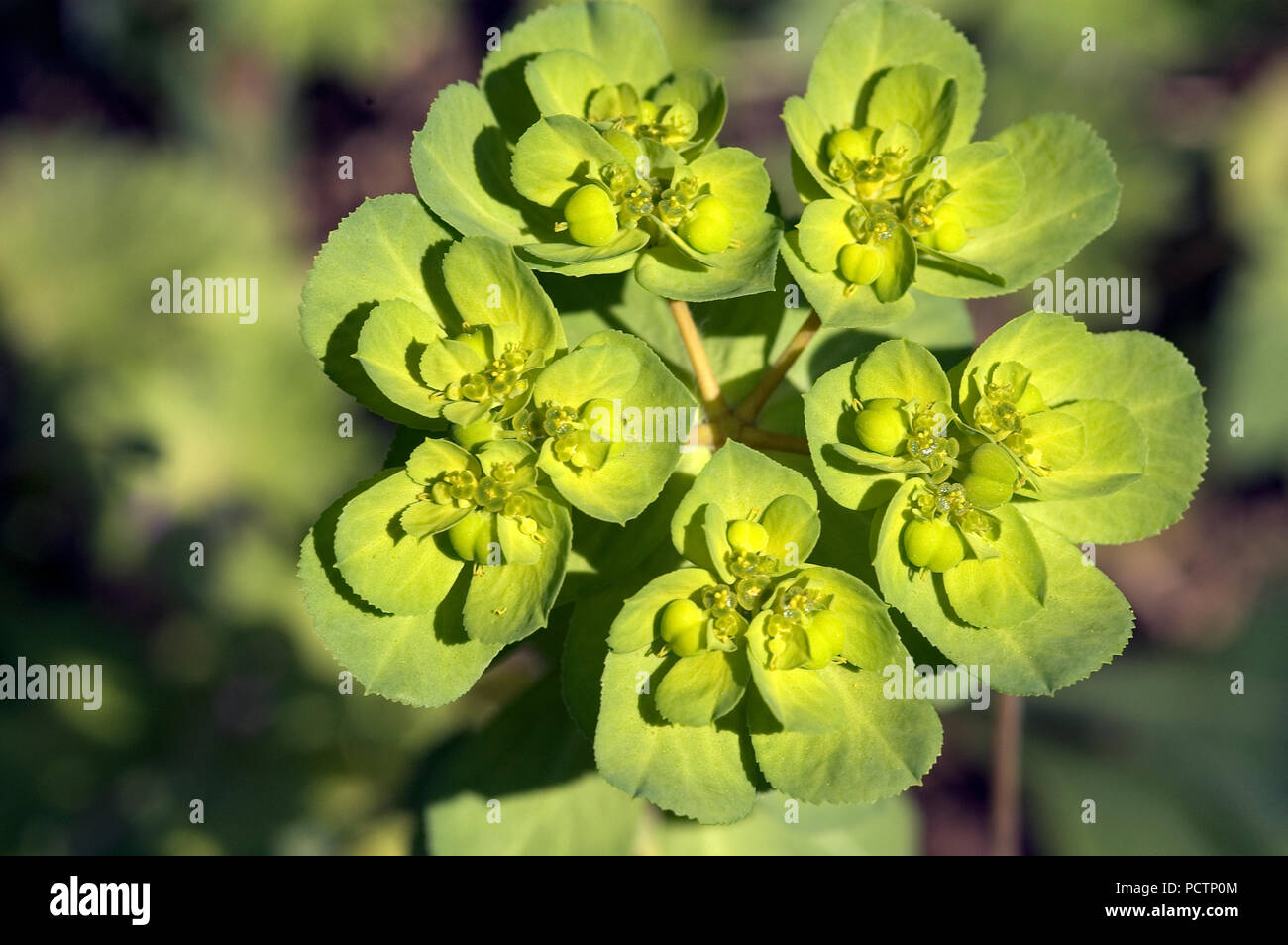 Sun Spurge - Euphorbia helioscopia - Southern France Euphorbe réveille-matin Stock Photo