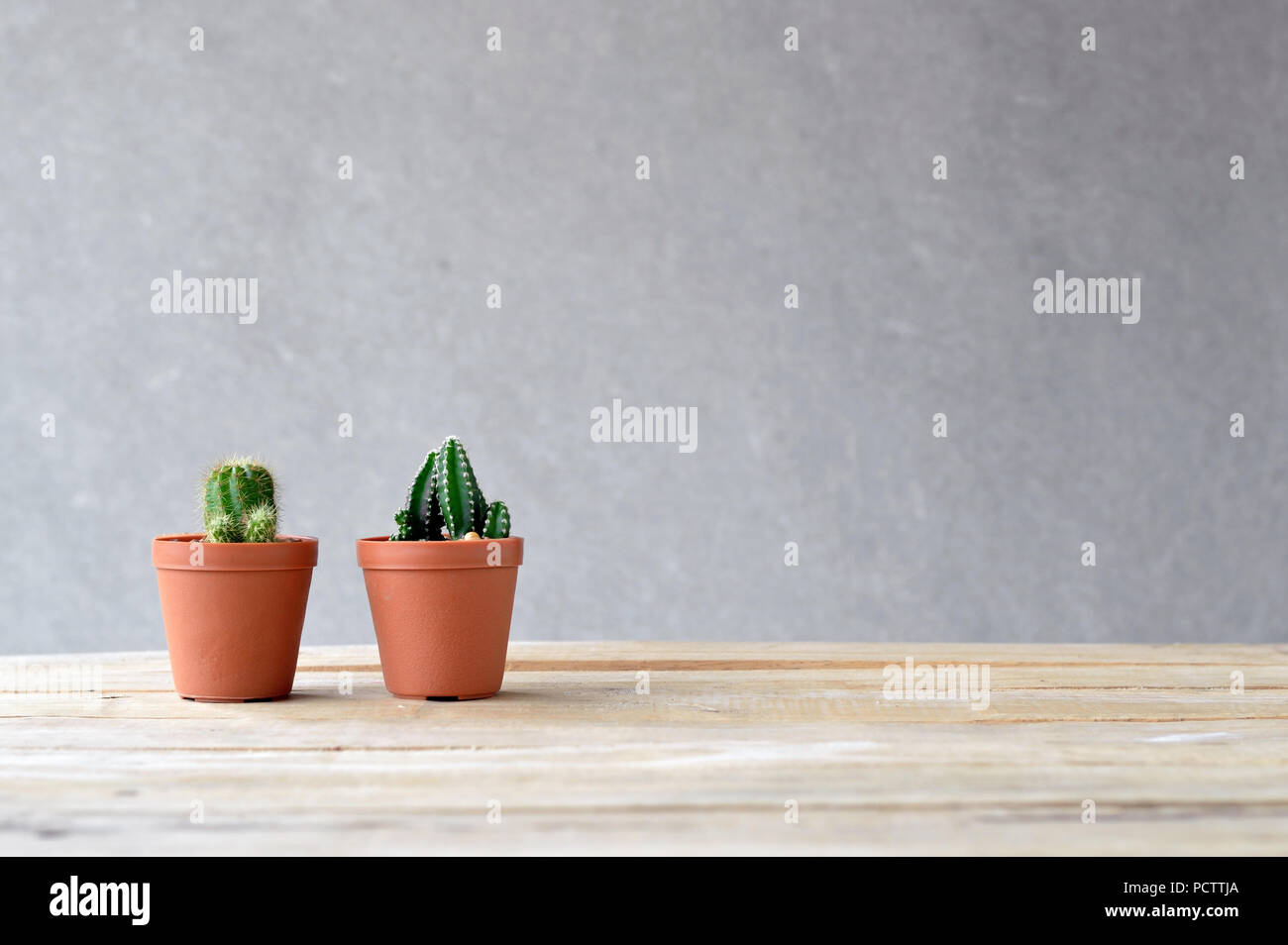 still life natural two cactus on wooden table Stock Photo