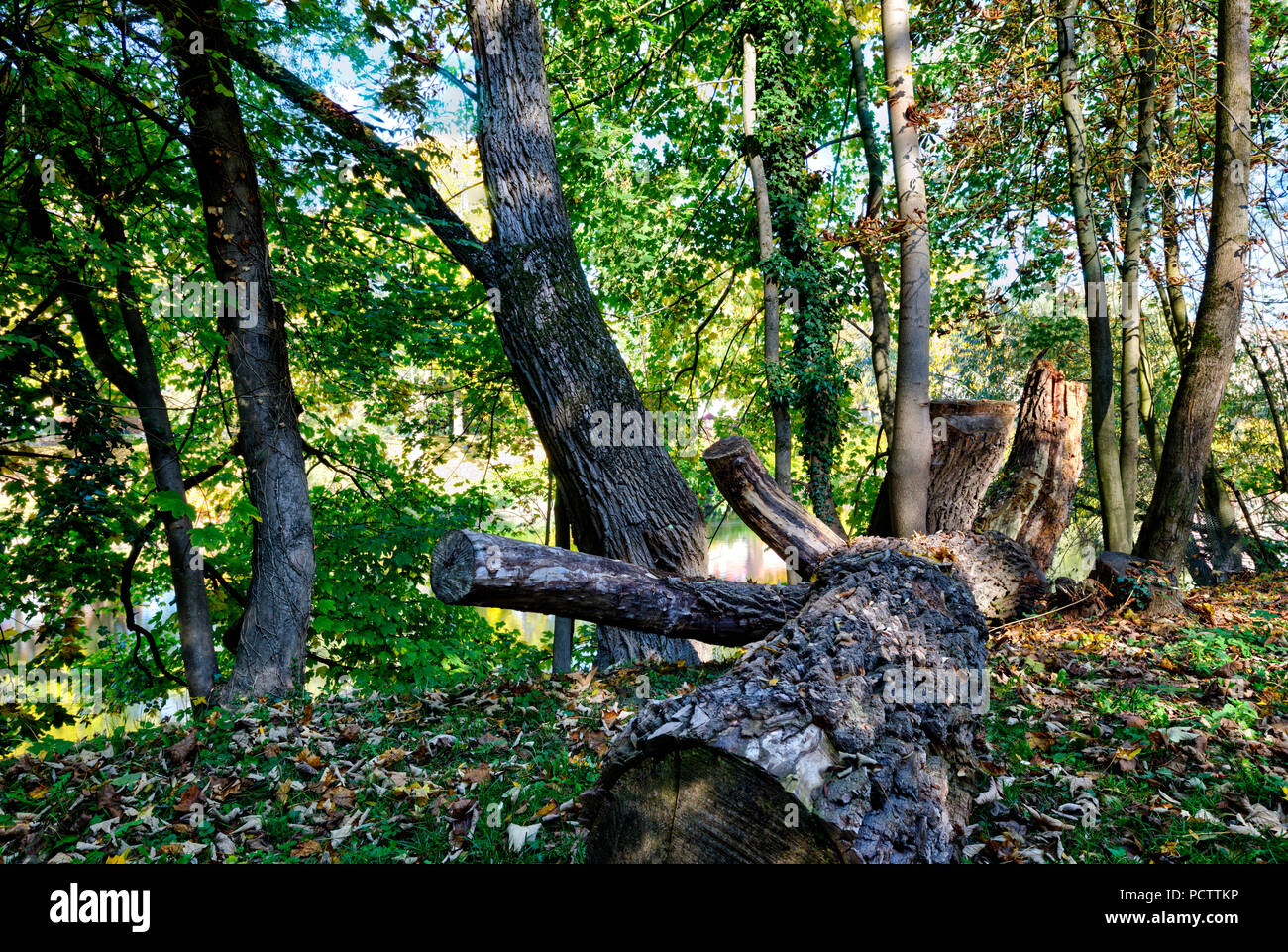 felled tree on the Jahn Island, Idyll, autumn, Regensburg, Upper Palatinate, Bavaria, Germany, Europe Stock Photo