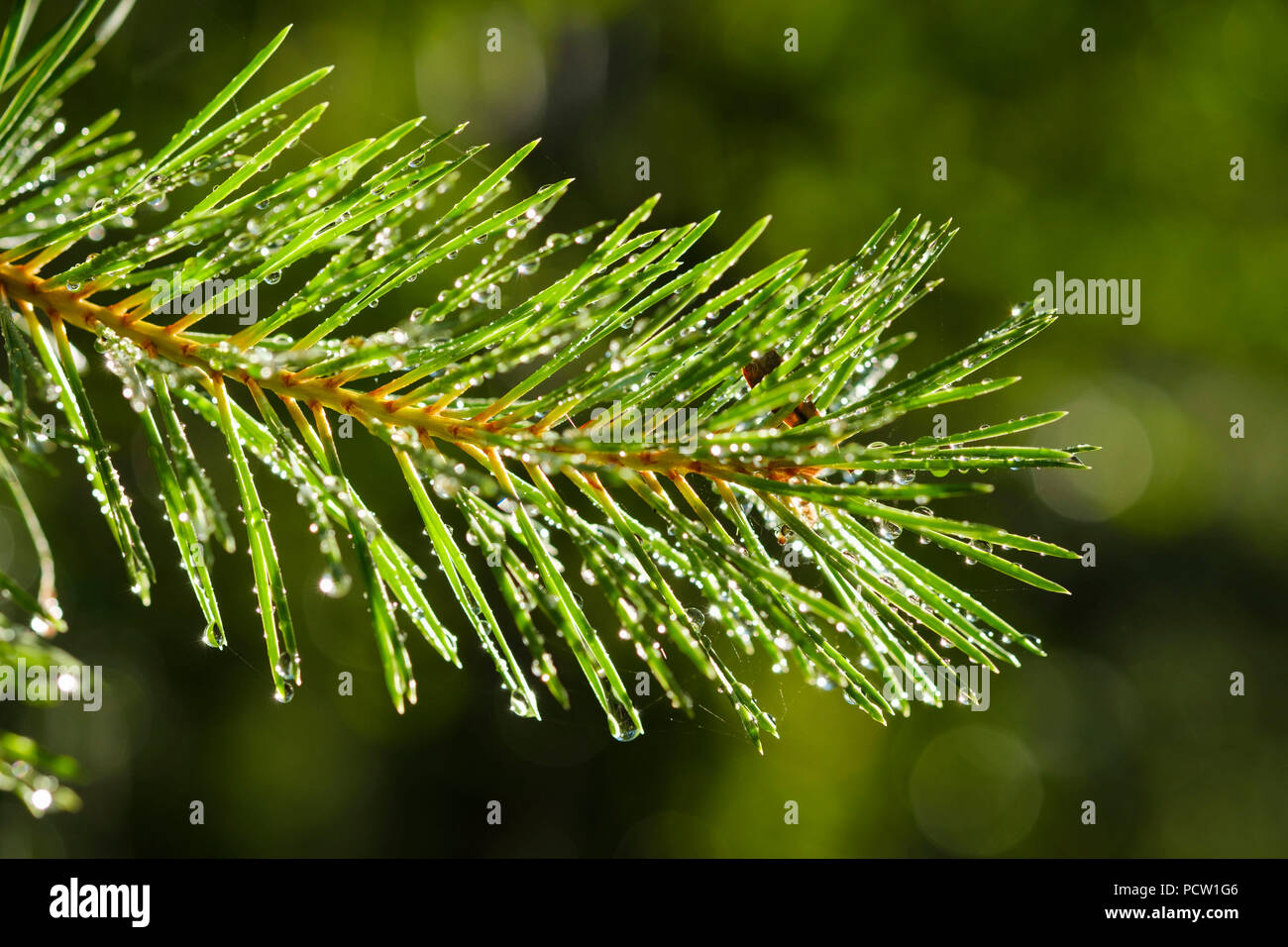 Water drops on needles of Scots pine (Pinus sylvestris), Bavaria, Germany Stock Photo