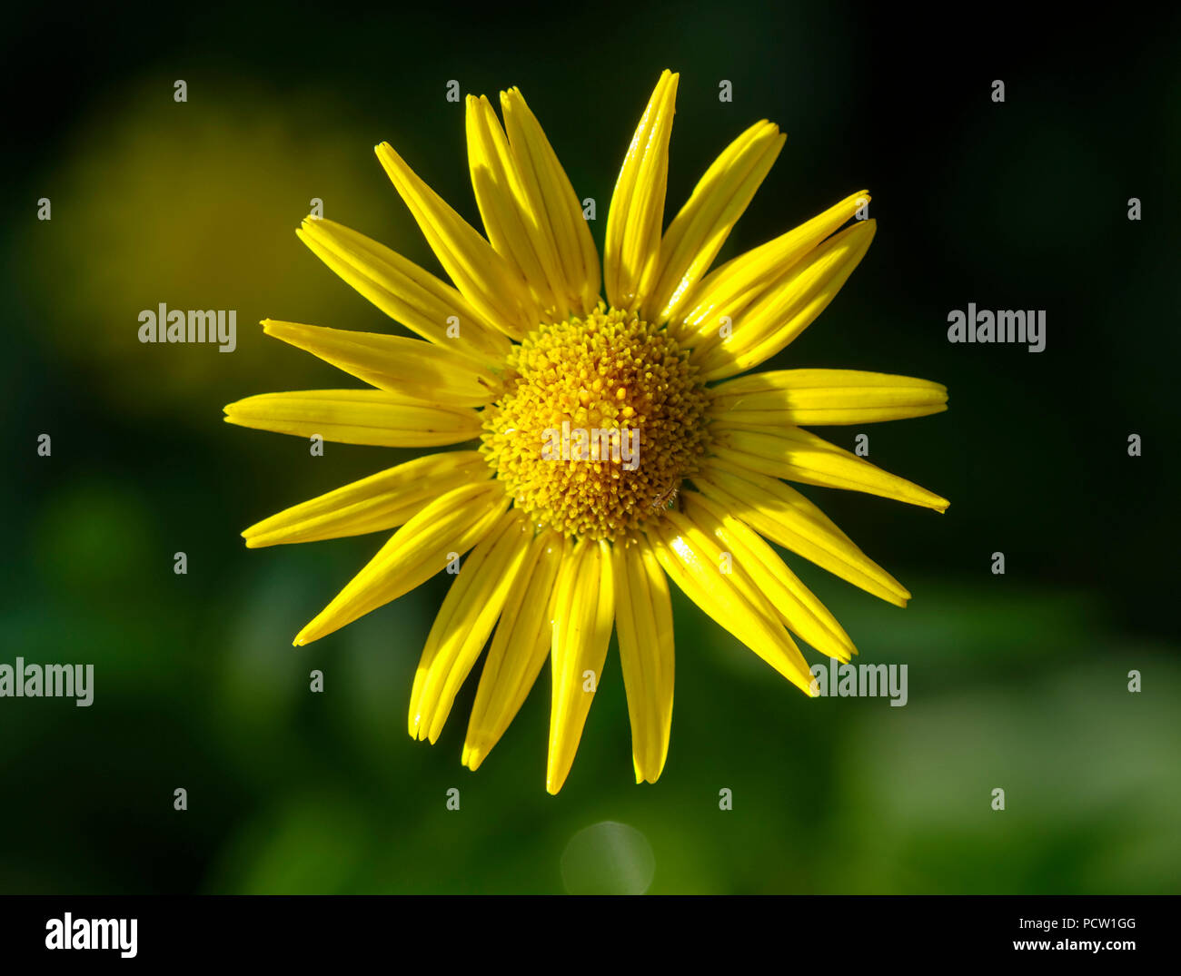 Bloom of ox-eye (Buphthalmum salicifolium), nature reserve Isarauen, Bavaria, Germany Stock Photo