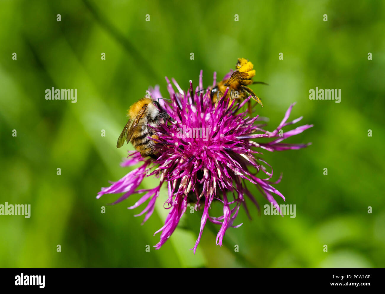 Bumblebee on flower of greater knapweed (Centaurea scabiosa), nature reserve Isarauen, Upper Bavaria, Bavaria, Germany Stock Photo