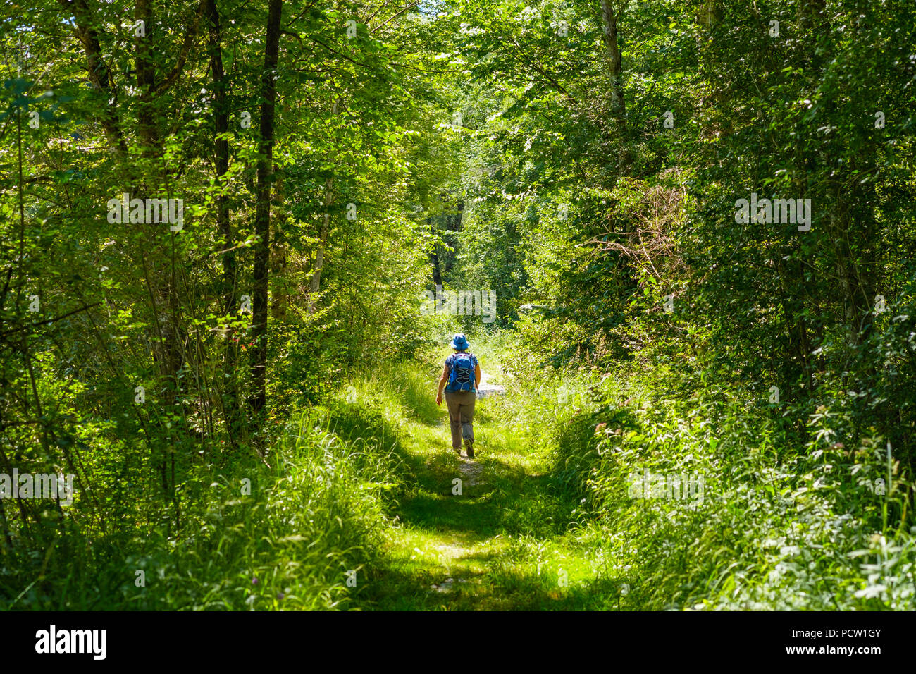 Woman hiking on forest path, nature reserve Isarauen, near Königsdorf, Upper Bavaria, Bavaria, Germany Stock Photo