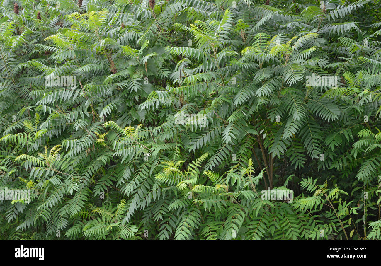 Group of mature ferns, could be used as screen saver, a background, for text placement, environmental concerns or issues. Stock Photo